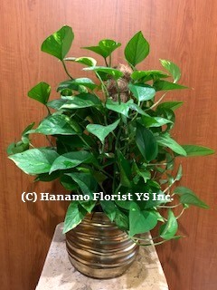 PLAN709 SALE - Air-Purifying Pothos Plant in a Ceramic Pot